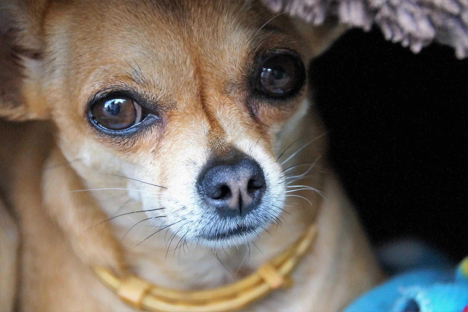 ¿Qué pasa si no sacas a pasear a tu perro?